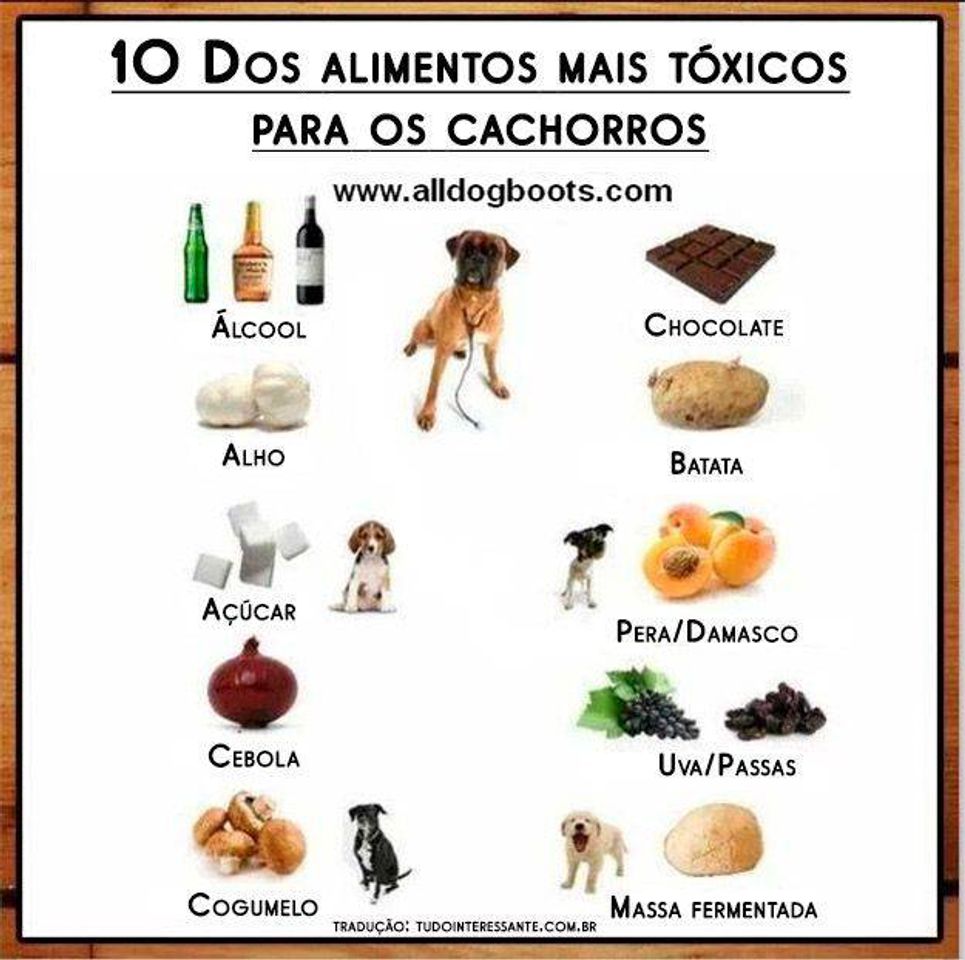 Moda Alimentos tóxicos para cachorro 