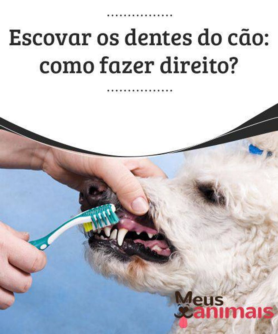 Moda Como escovar os dentes do seu dog