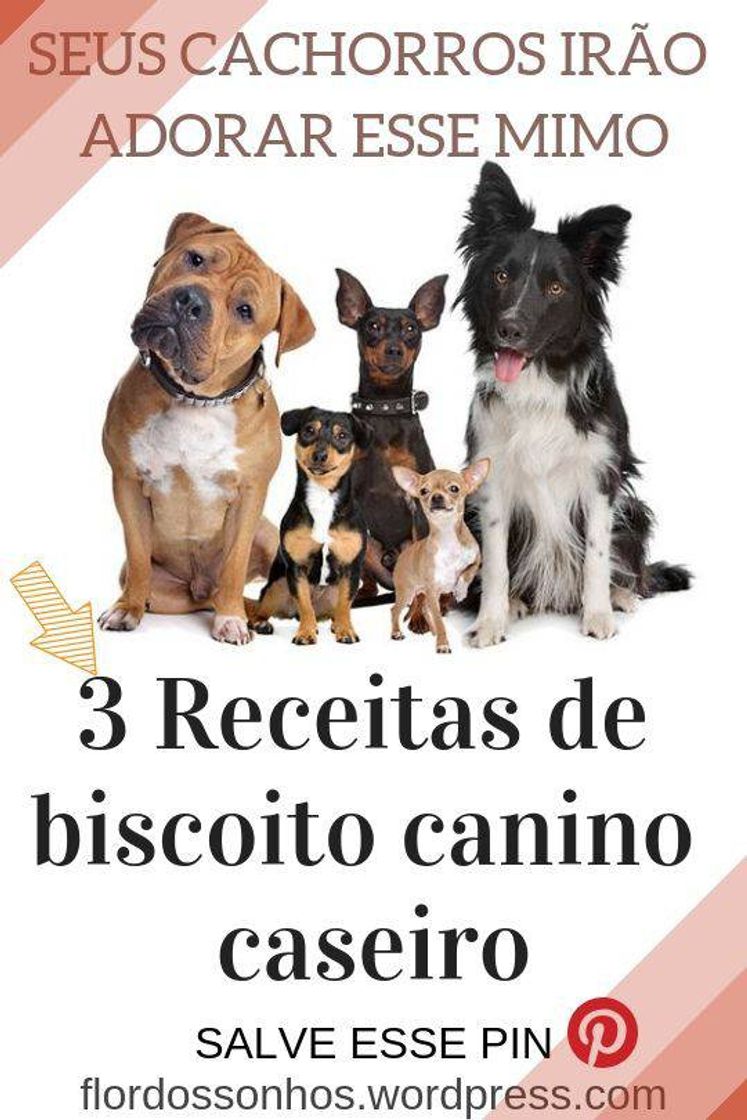 Moda Biscoito canino caseiro