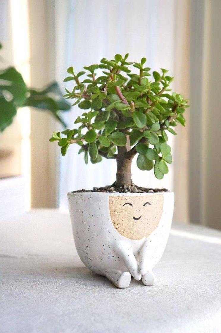 Moda Vaso com bonsai 🌳