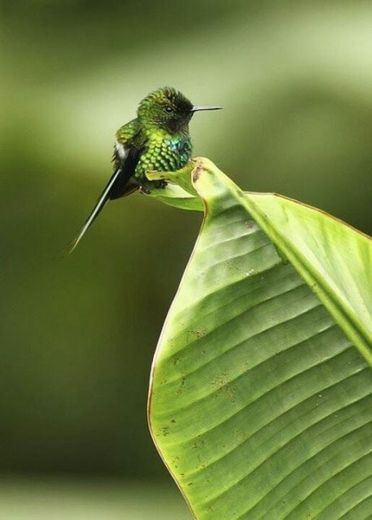 Beija-flor