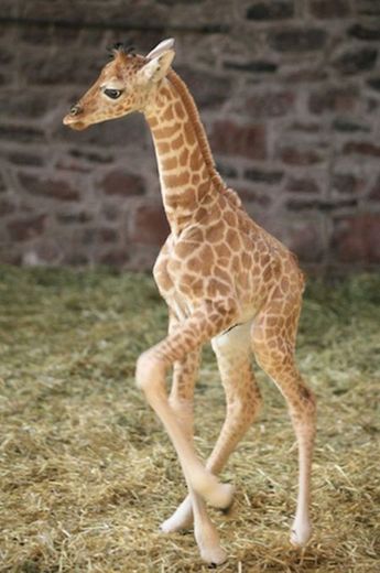 Girafa bebê
