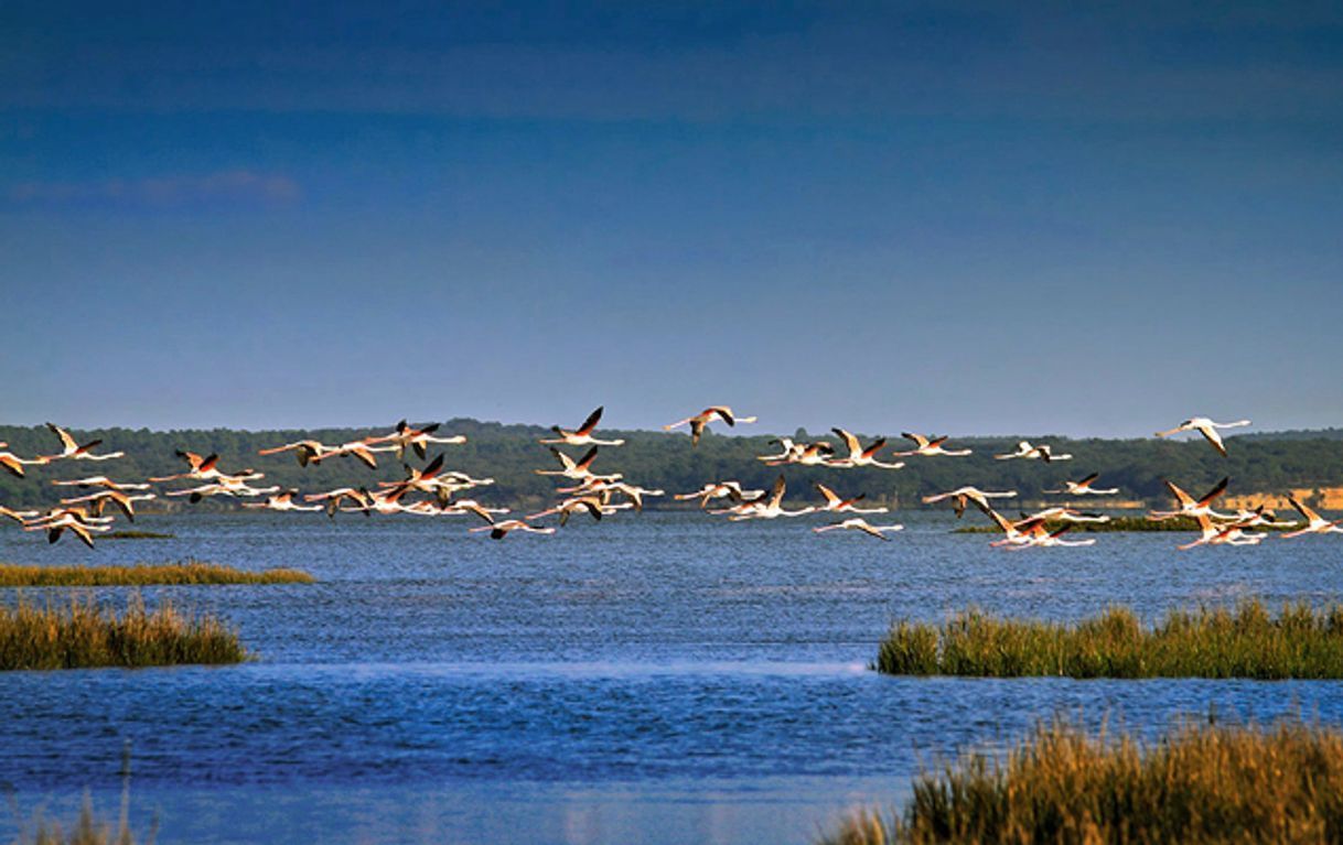 Lugar Reserva natural del Estuario del Sado