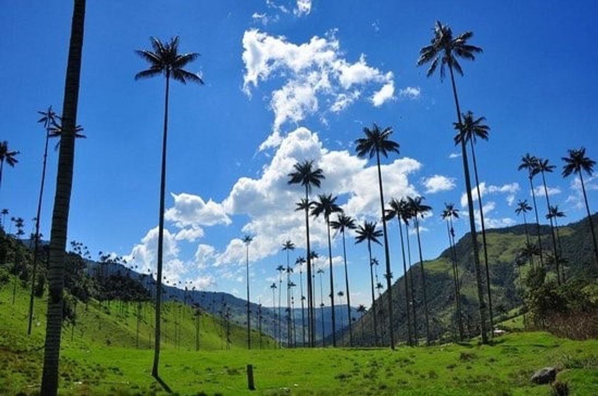 Restaurants Valle Del Cocora