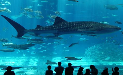 Istanbul Aquarium