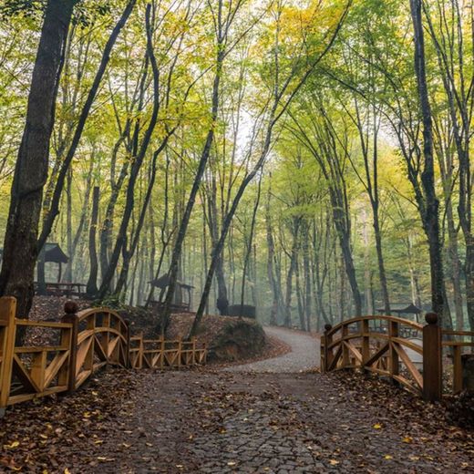 Belgrade Forest