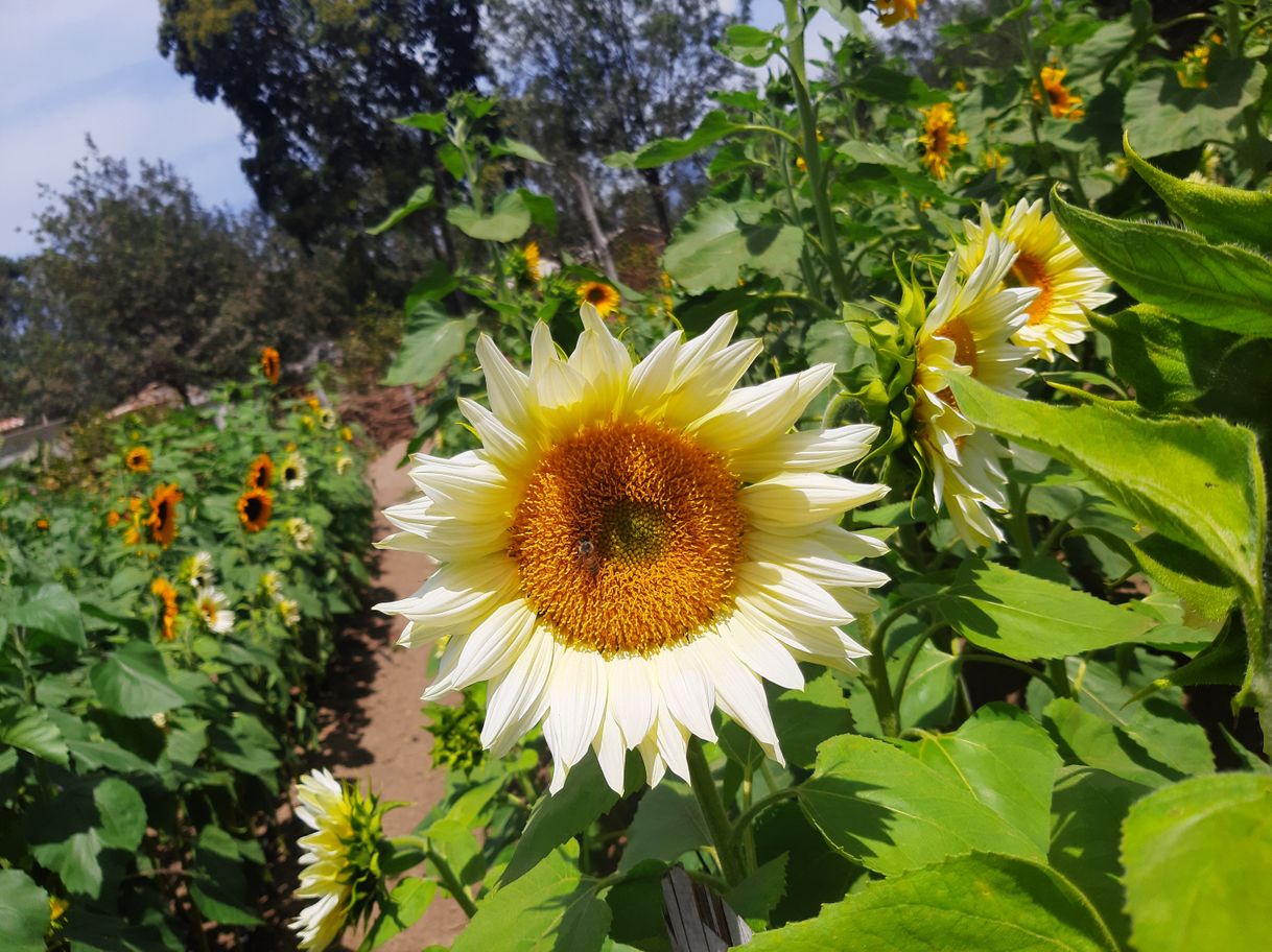 Lugar Girasoles Antigua Guatemala 