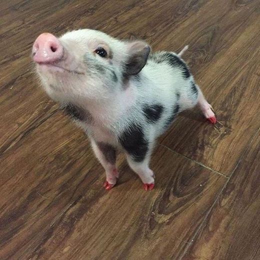 Pig cutie 🥰