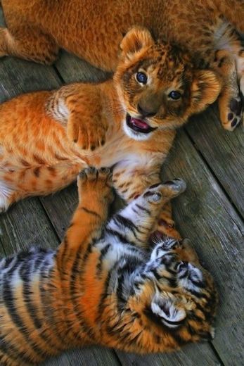 babies tiger 🐅 