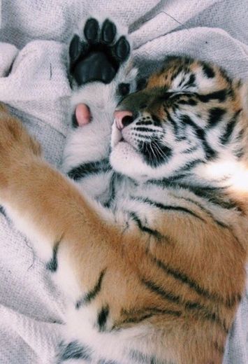 tiger cutie ❤️
