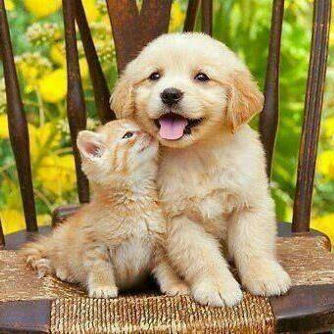 Ve esta hermosa historia 