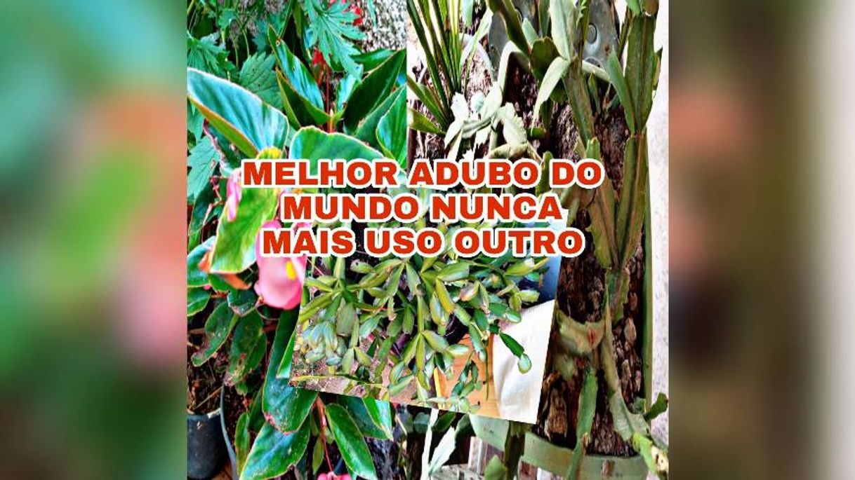 Moda Adubo caseiro para plantas