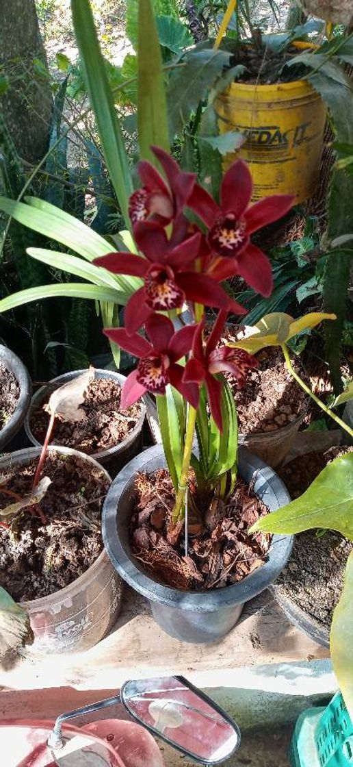 Moda Cymbidium floribundum