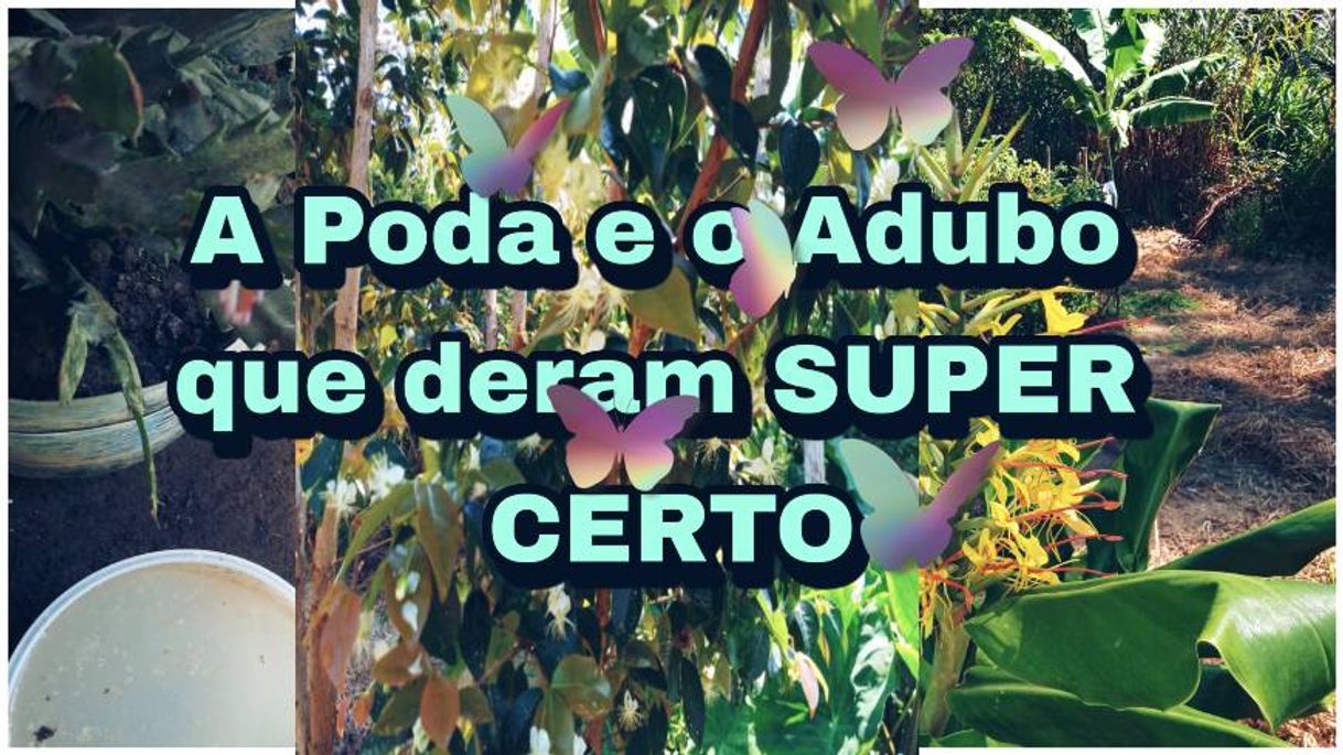 Moda Adubo poderoso e poda extraordinaria