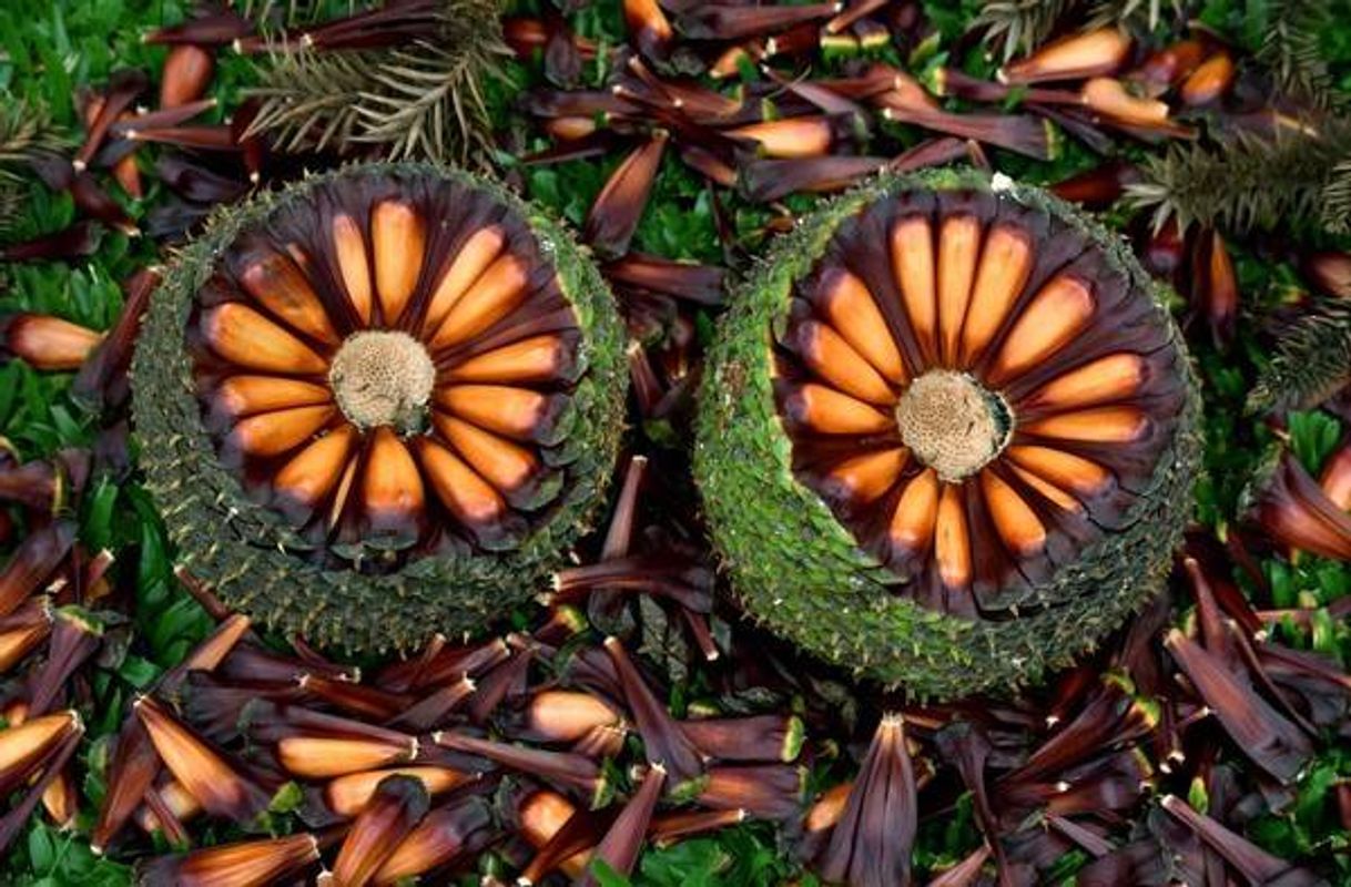 Fomos em busca do Pinhão gigante