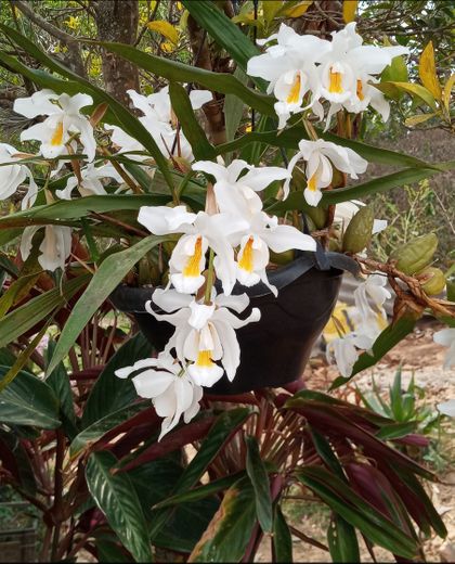 Coelogyne Cristata orquidea