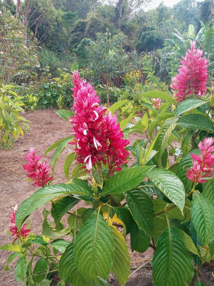 Moda Som da Natureza