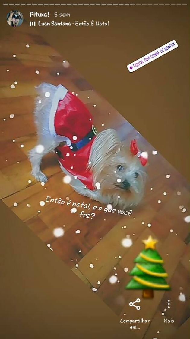 Social Minha roupinhas de Natal de 2020😍🐶