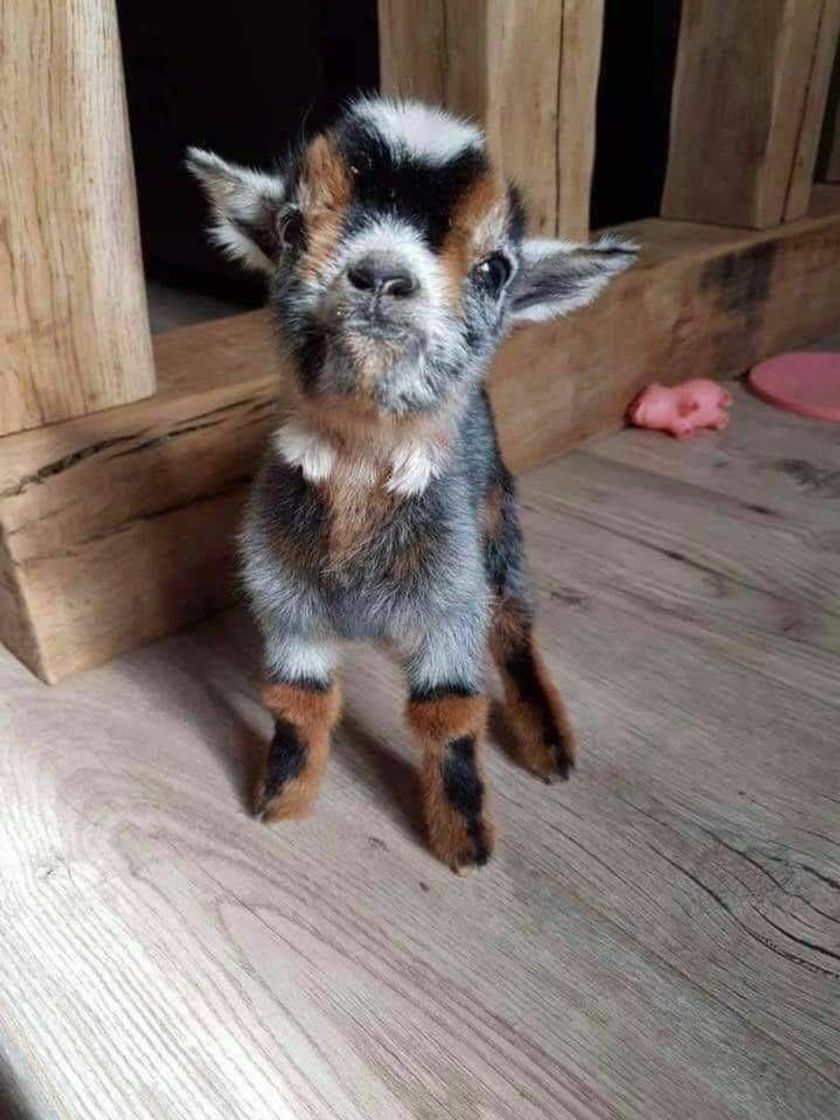 Moda cute goat