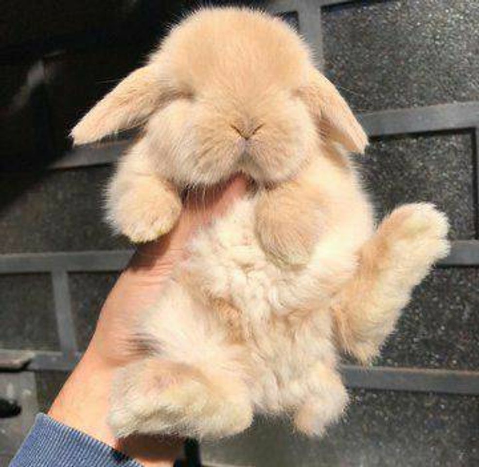 Moda cute rabbit