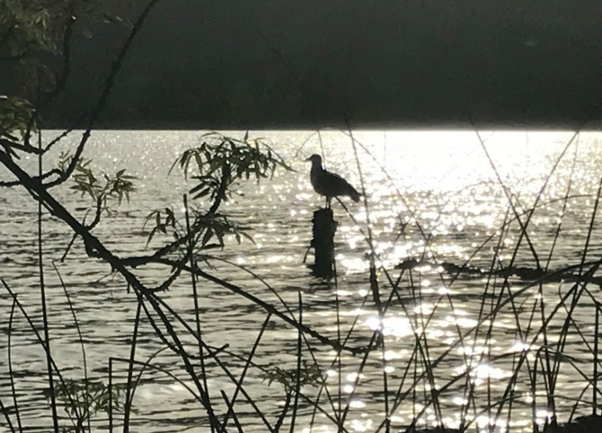 Place Lago de Banyoles