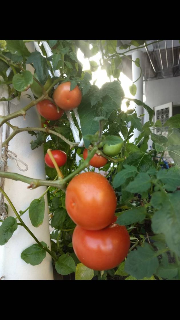 Fashion Pé de tomate 🍅