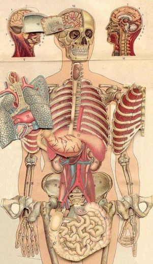 Anatomia wallpaper