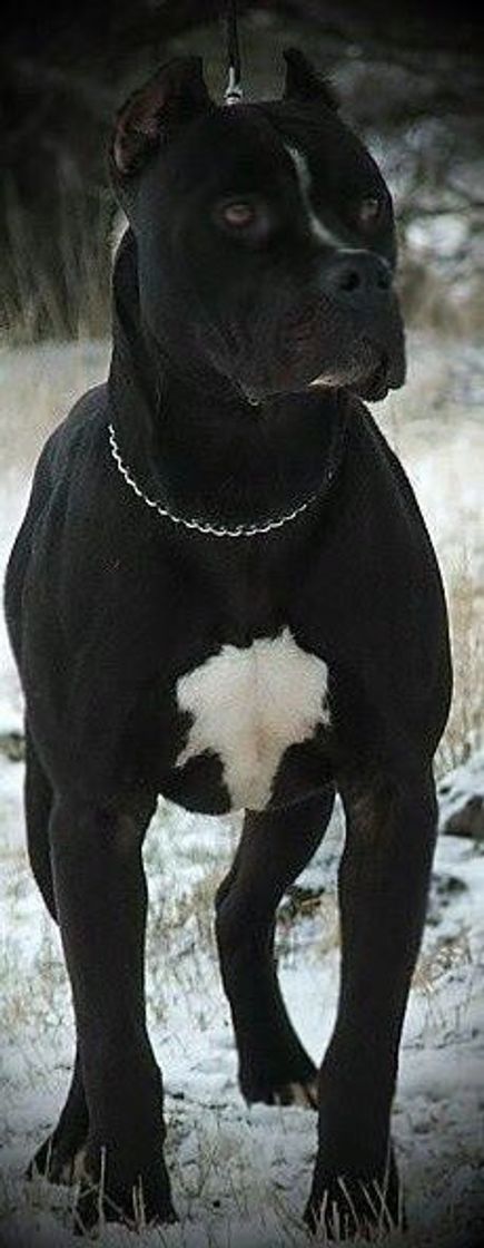 Social Pit Bull black 