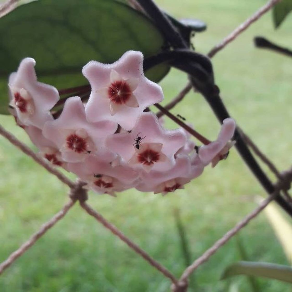 Social #flor #natureza #paisagens #beleza