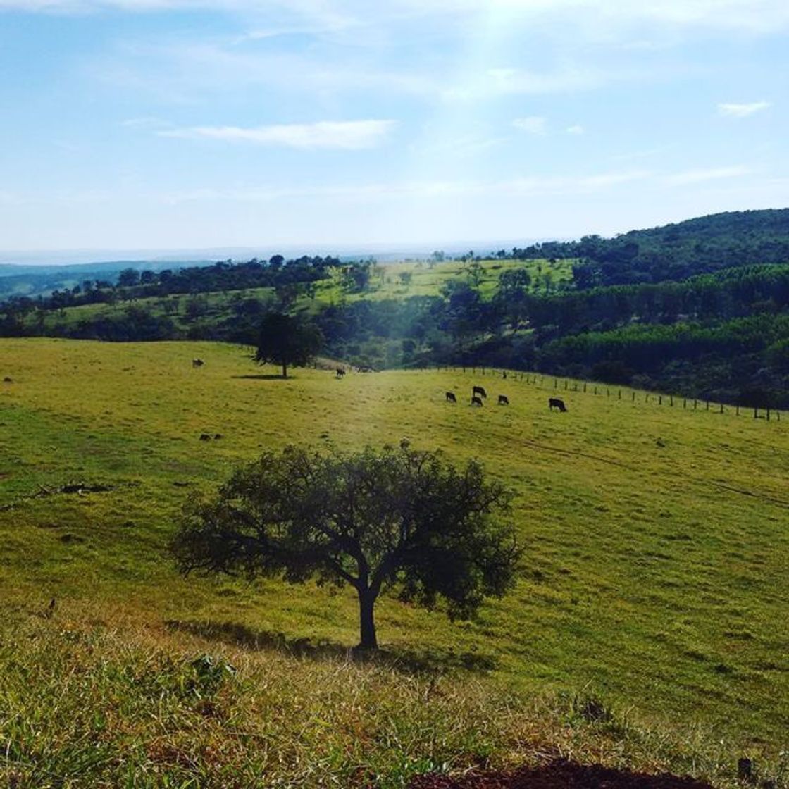 Social Natureza ,árvores 