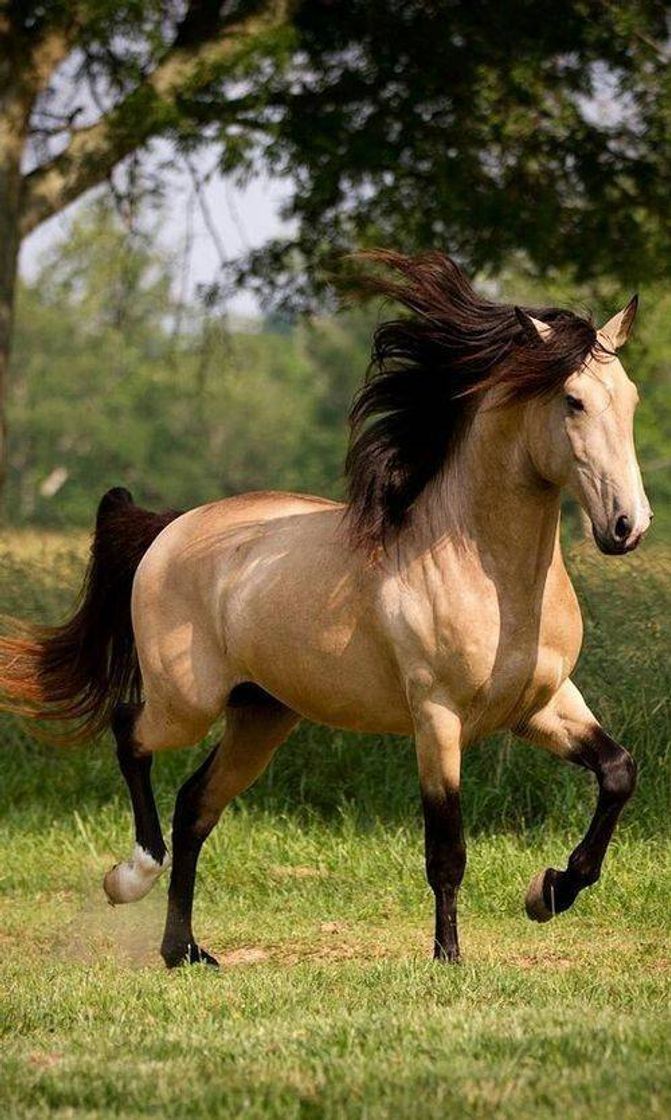 Moda Horses