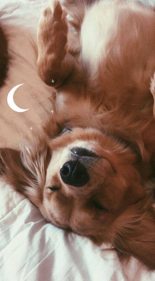 Uma foto de um pet Aesthetic!