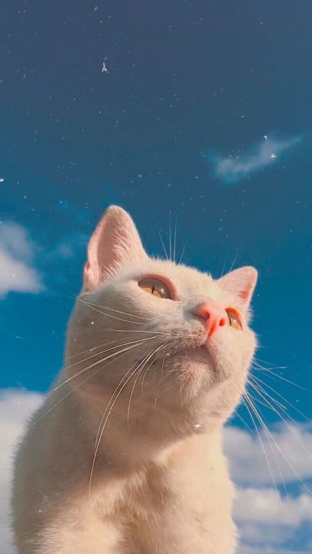 Moda Gatinho + céu 🌅🐈