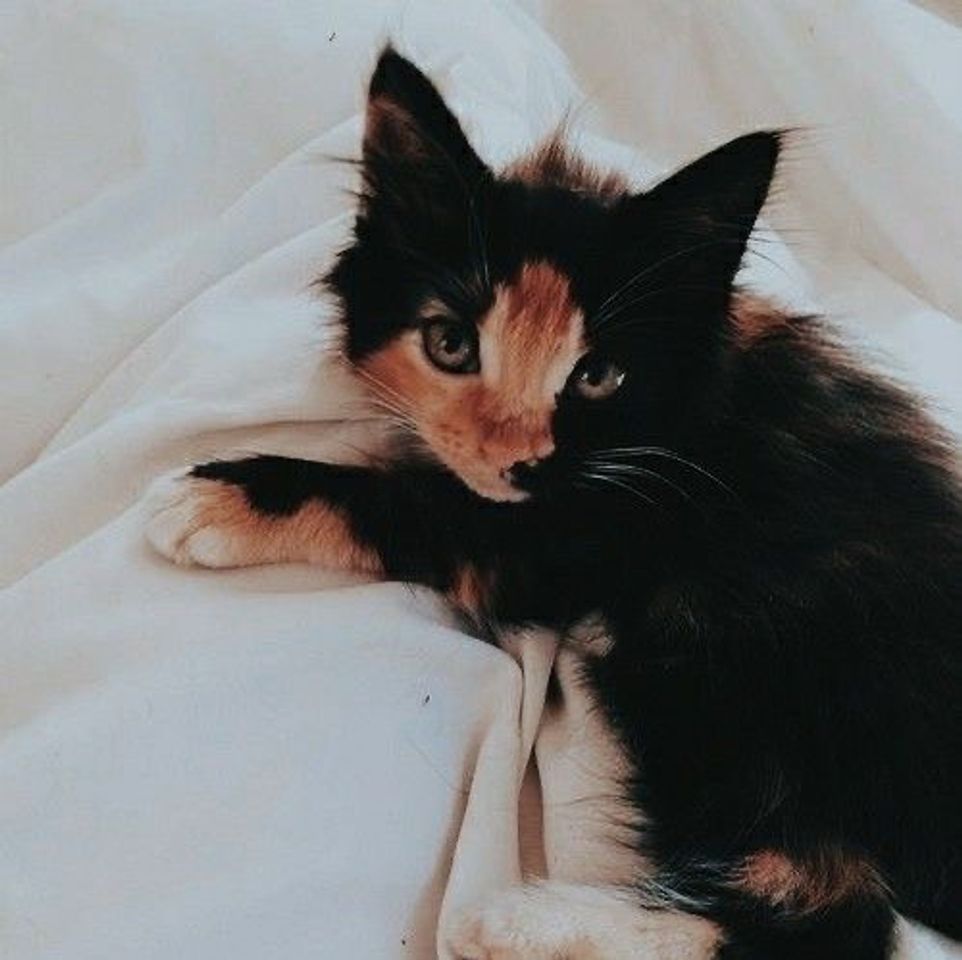 Moda Gatinho neném! 😻