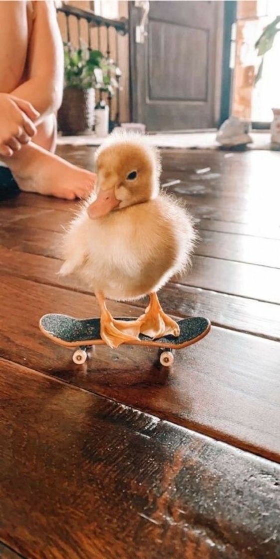 Moda Genteee que fofinhooo 🐥🐥🛹