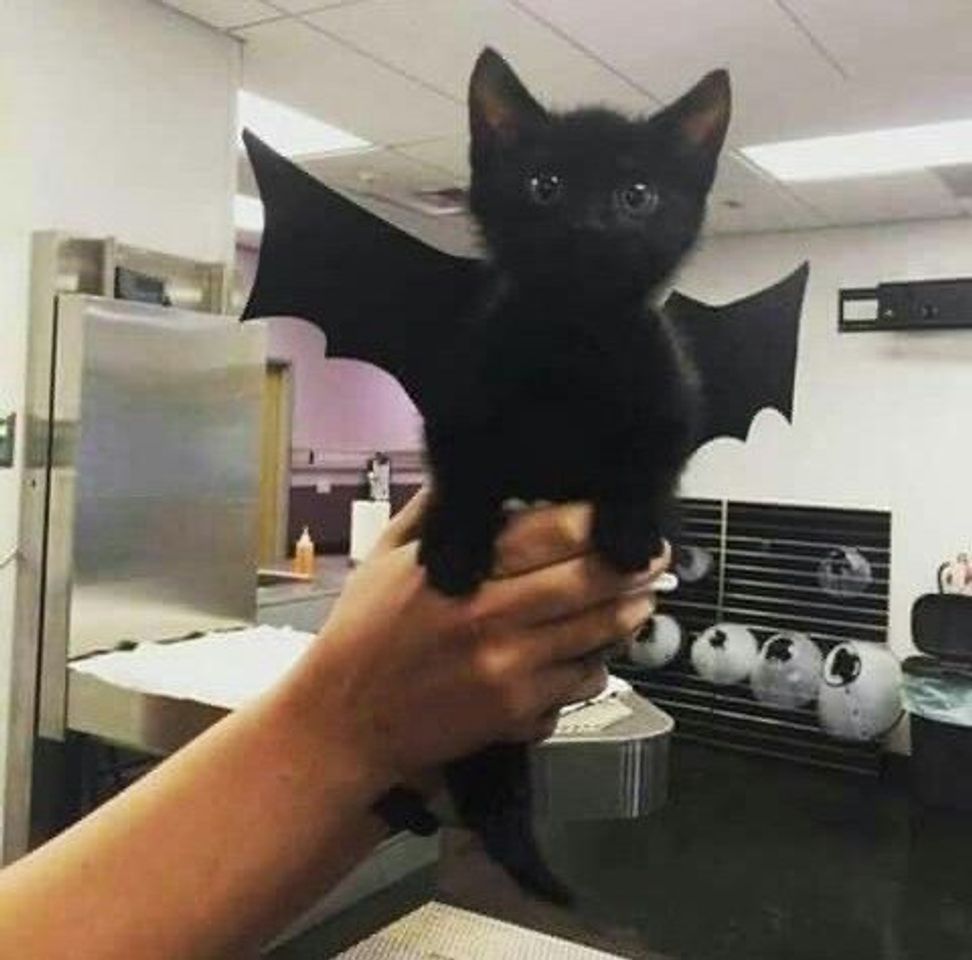 Moda BATCAT 🦇 