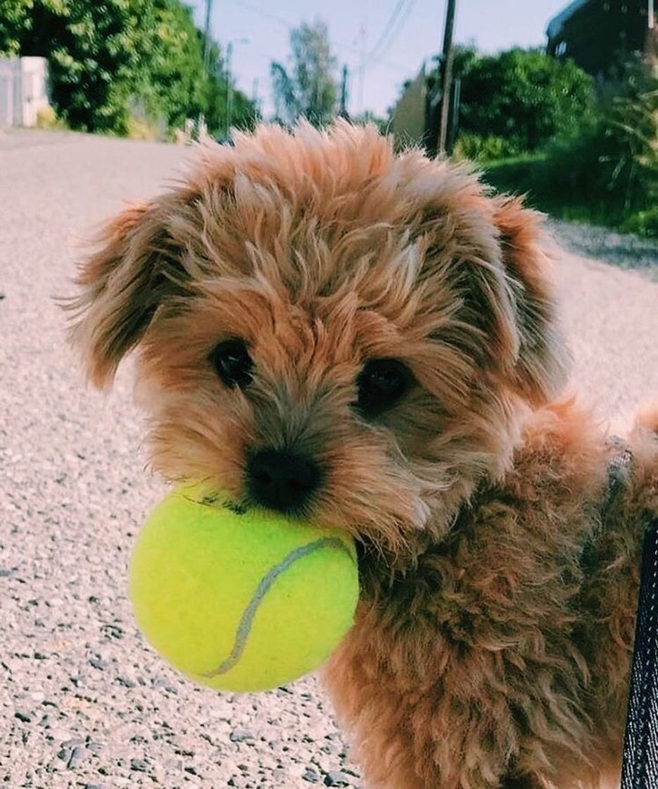 Moda Bolinha 🐶🥎