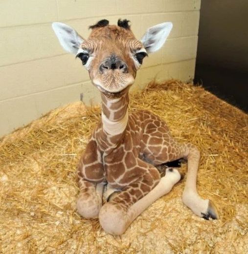 baby girafa 🥰🦒