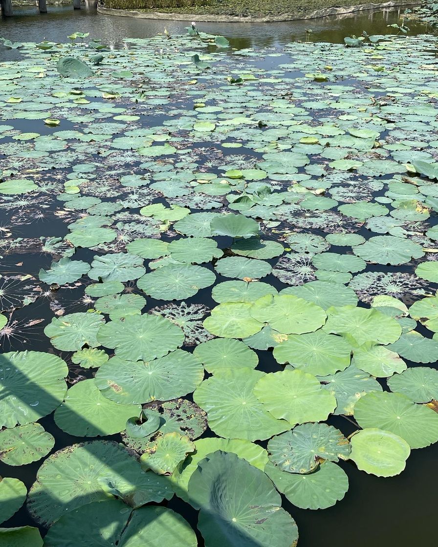 Places Hong Kong Wetland Park