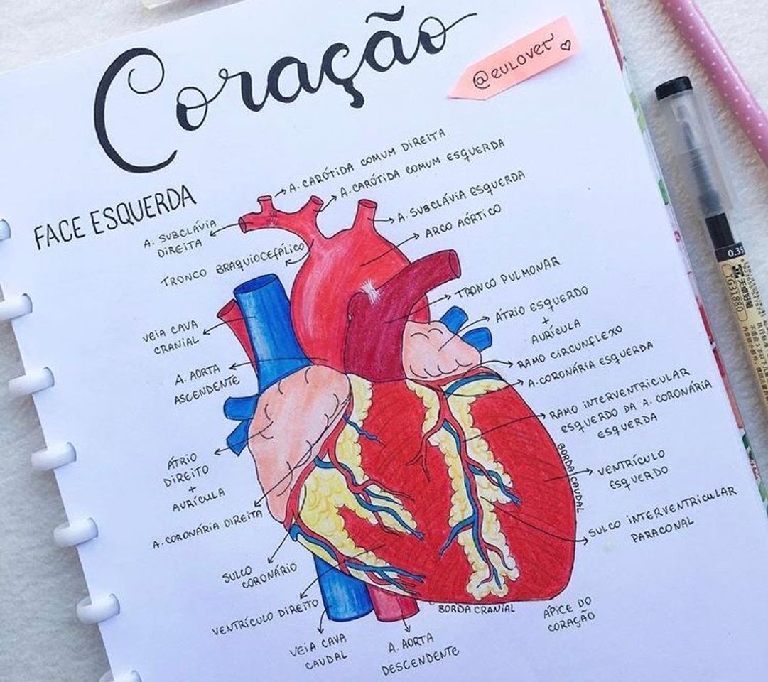 Social caderno de decoração 
