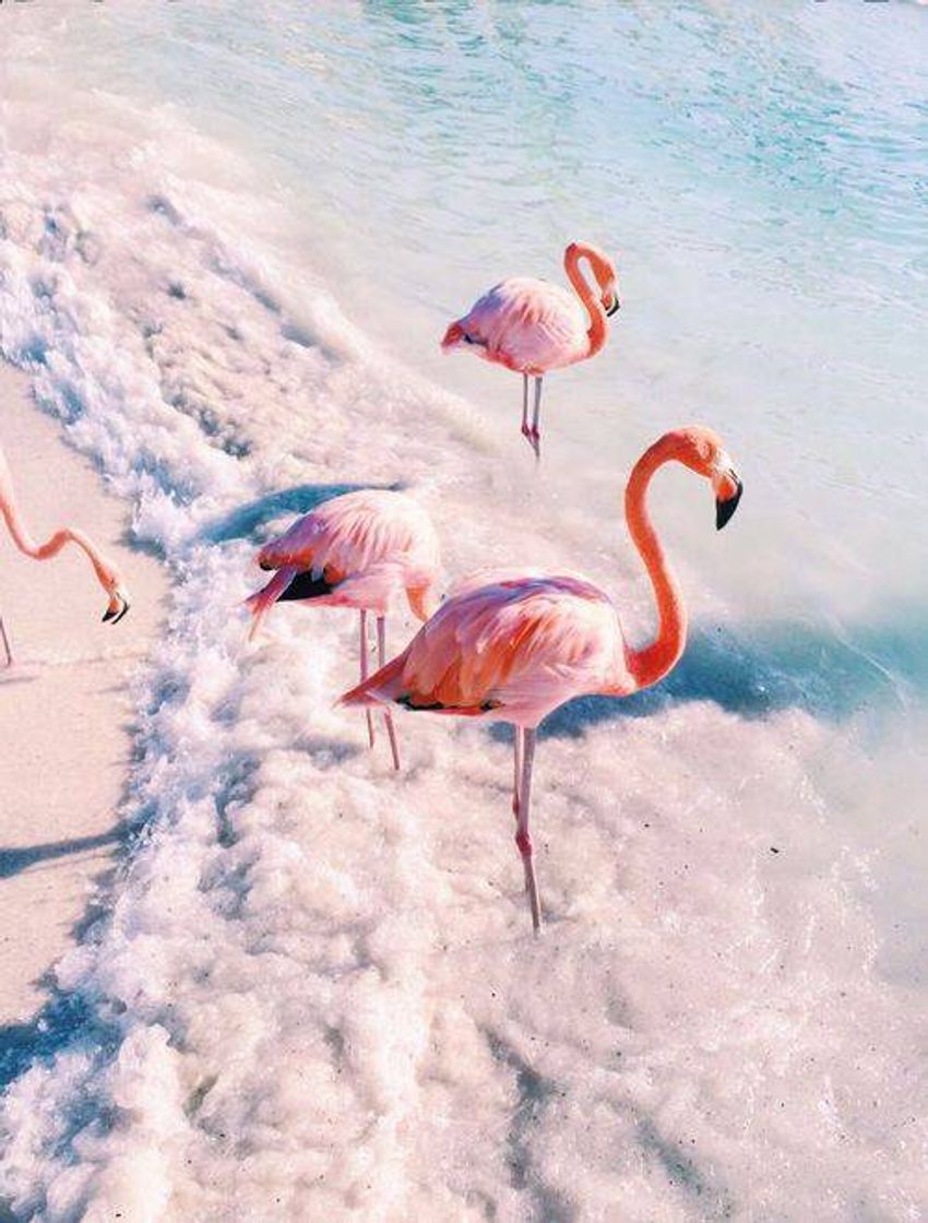 Moda Flamingos 💮