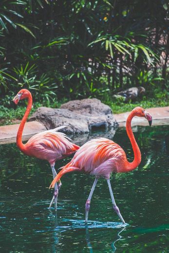 Flamingo 💮