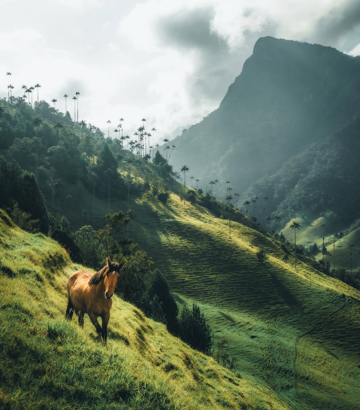 Place Caballos salvajes en la montaña