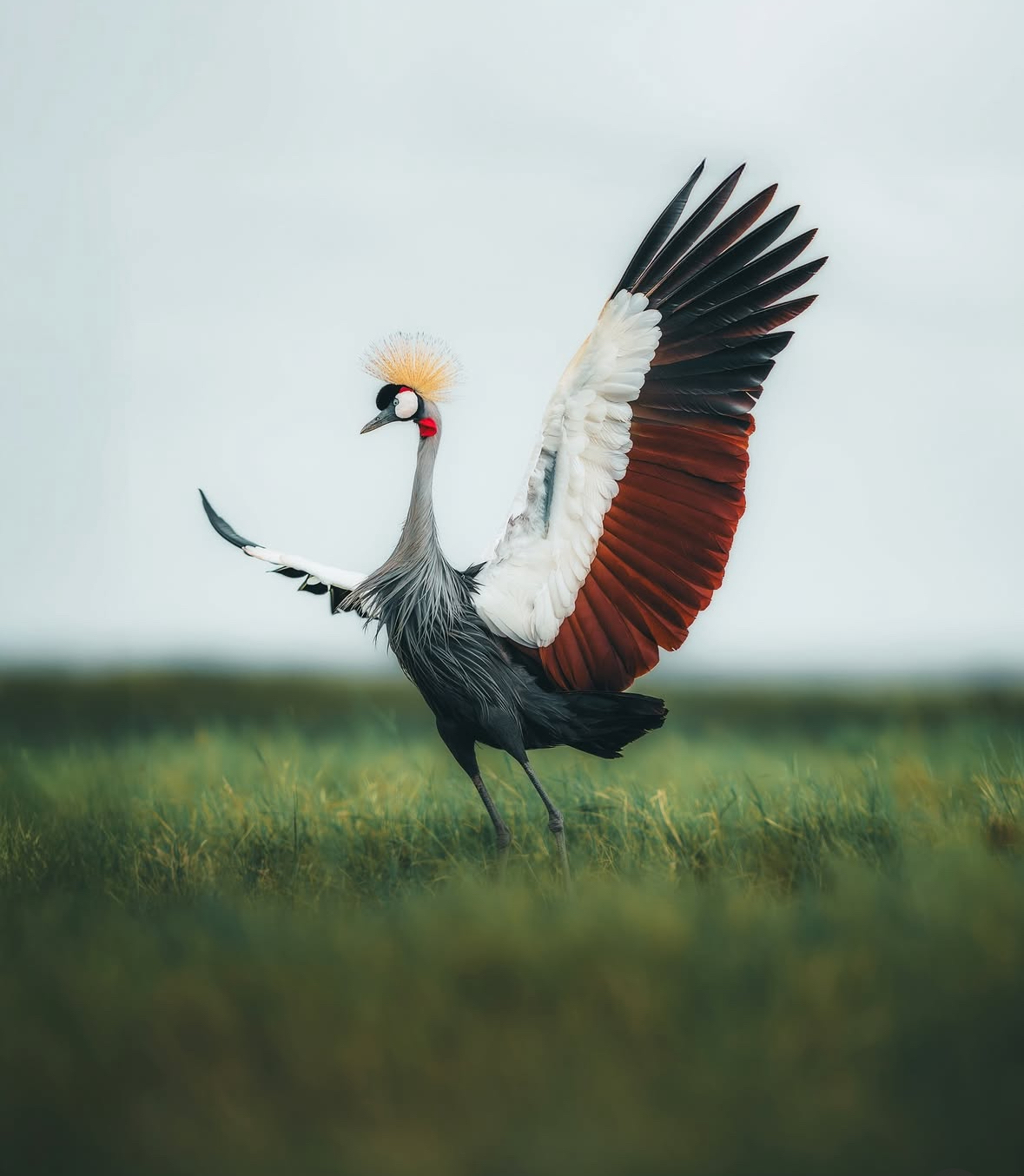 Place Fauna que quita el aliento