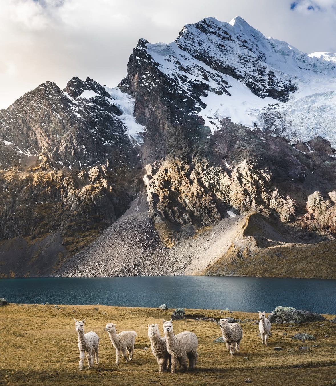 Social Encuentro con alpacas en el Valle