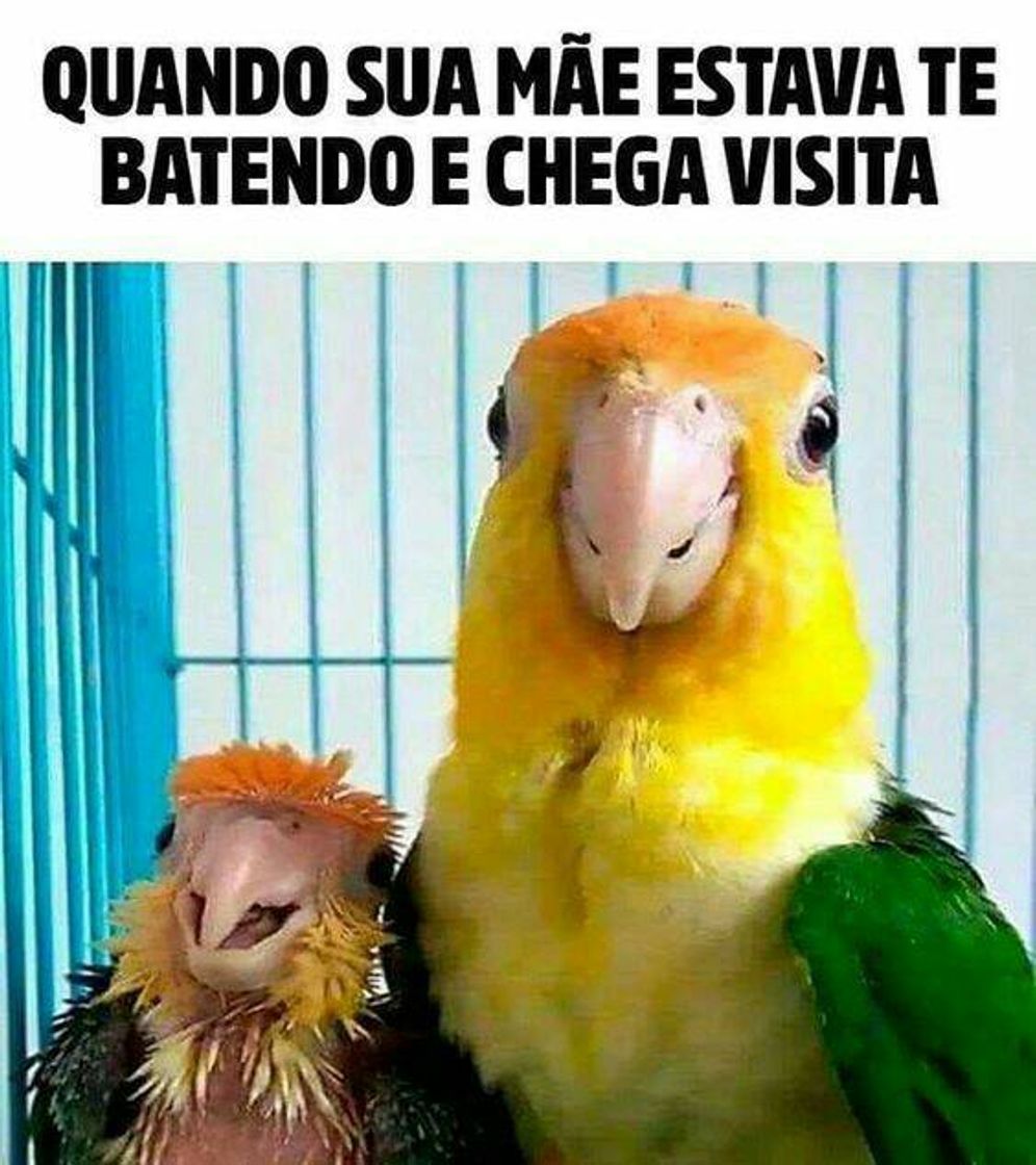 Social memes 