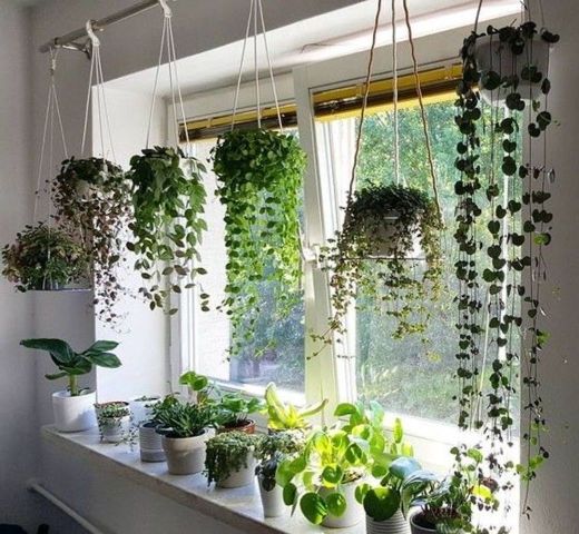 decoração com plantas 