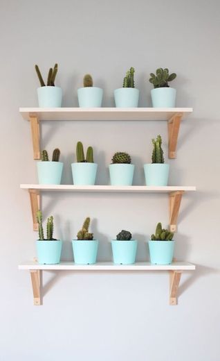 decoração com cactos 