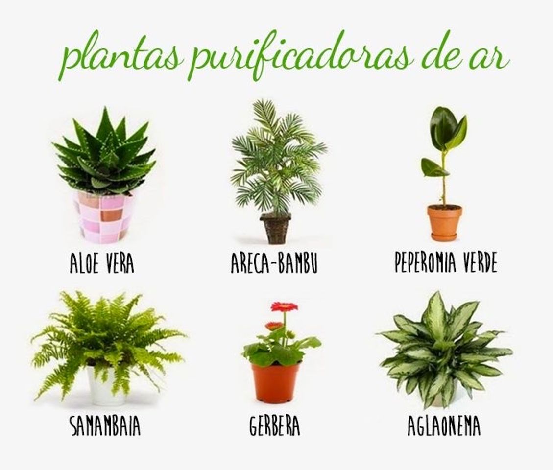 Fashion plantas purificadoras de ar 