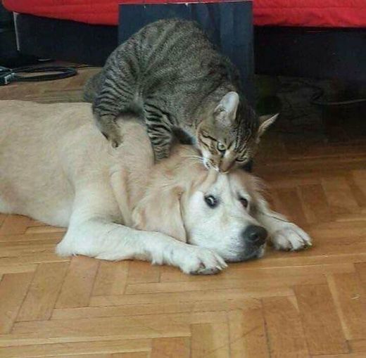 cachorrinho e gatinho 